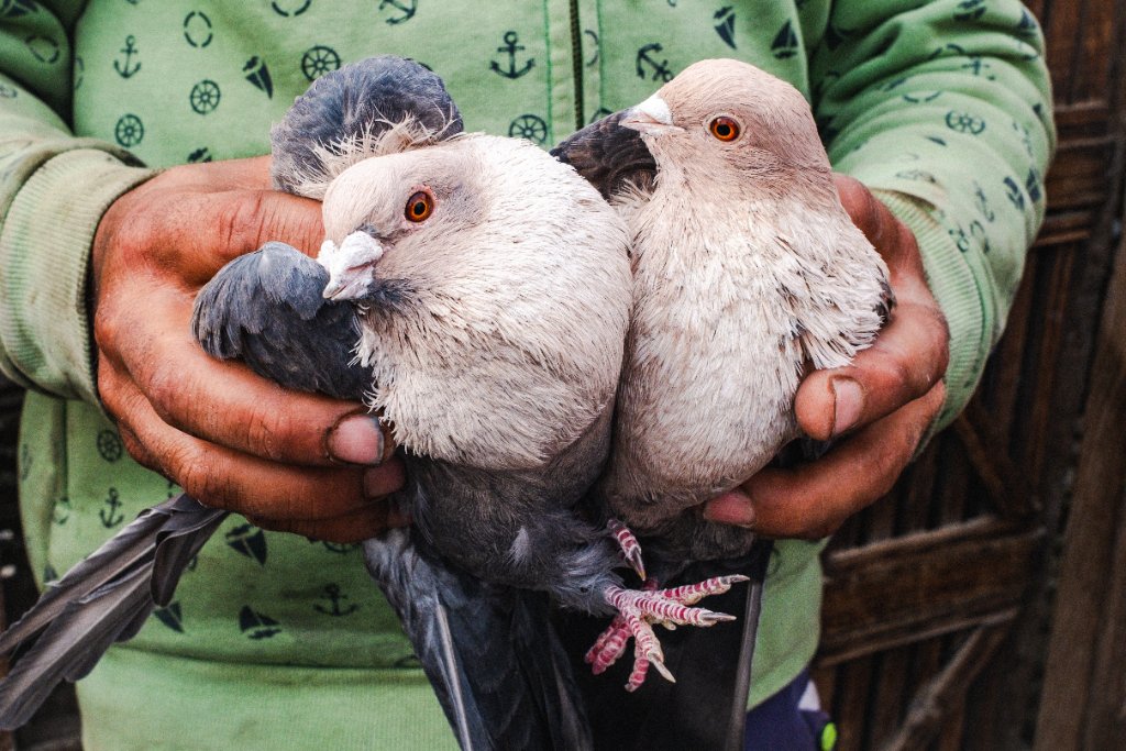 A man cradles two pigeons in his hands