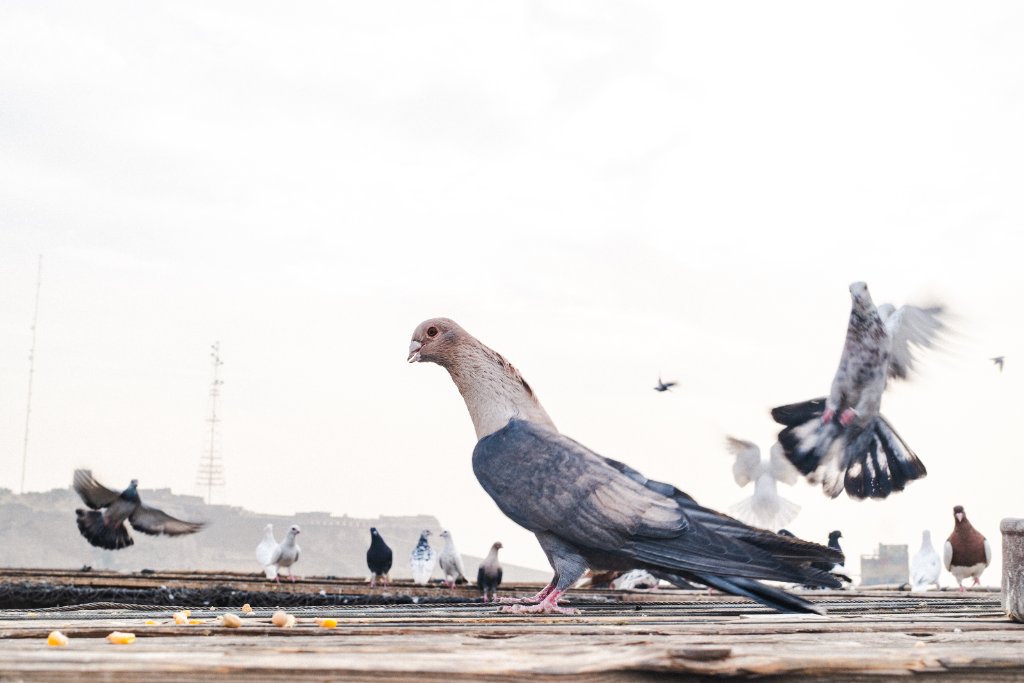 A pigeon stands on a rooftop as others take flight above Cairo