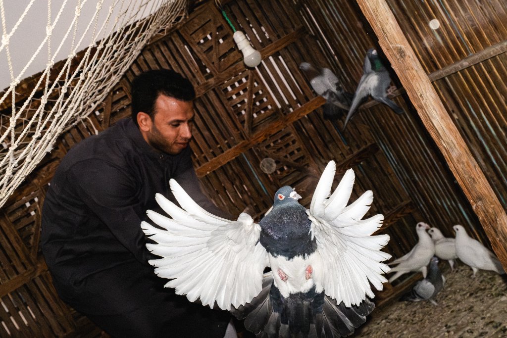 A man holds a pigeon with wings spread open inside a wooden coop